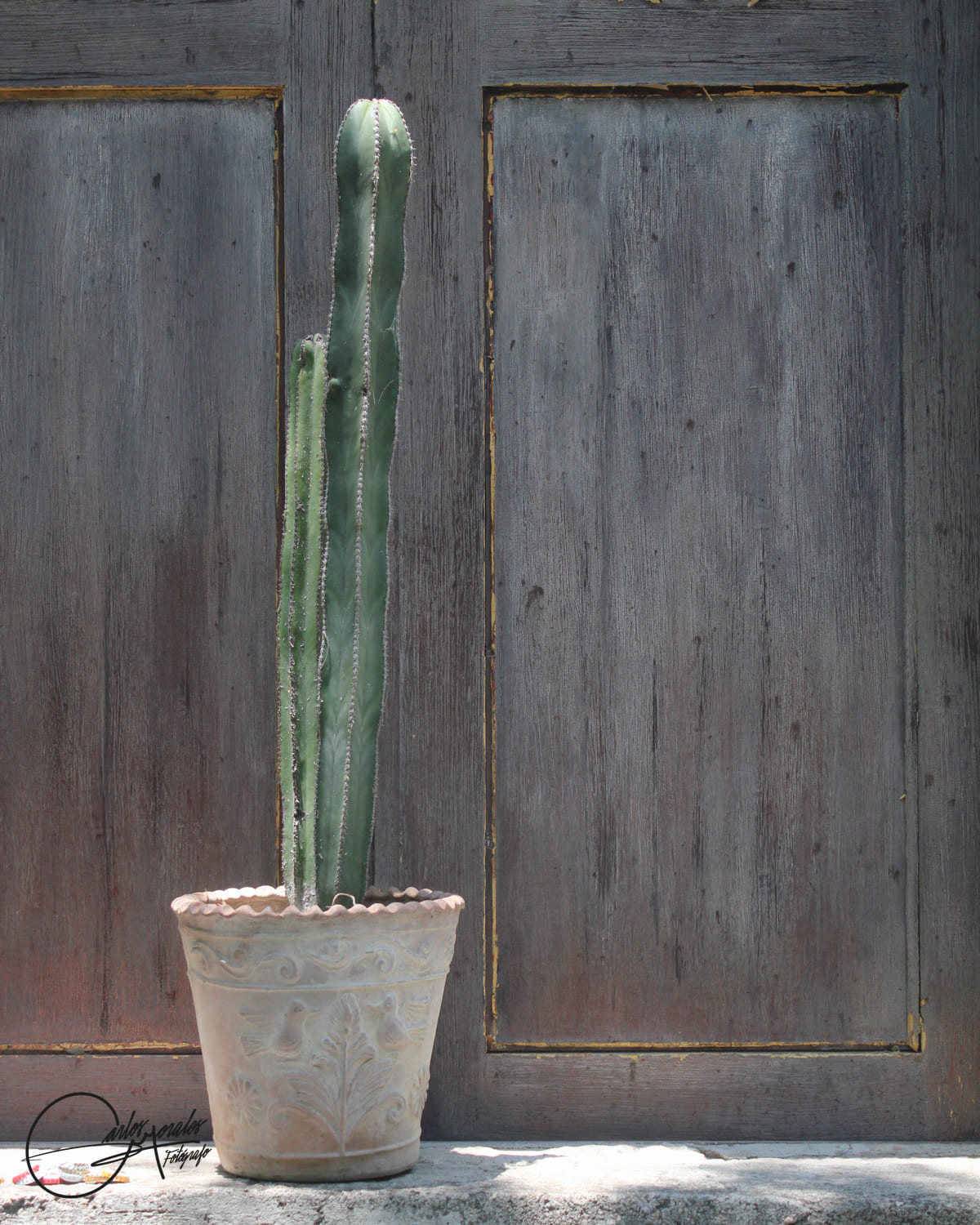El cactus