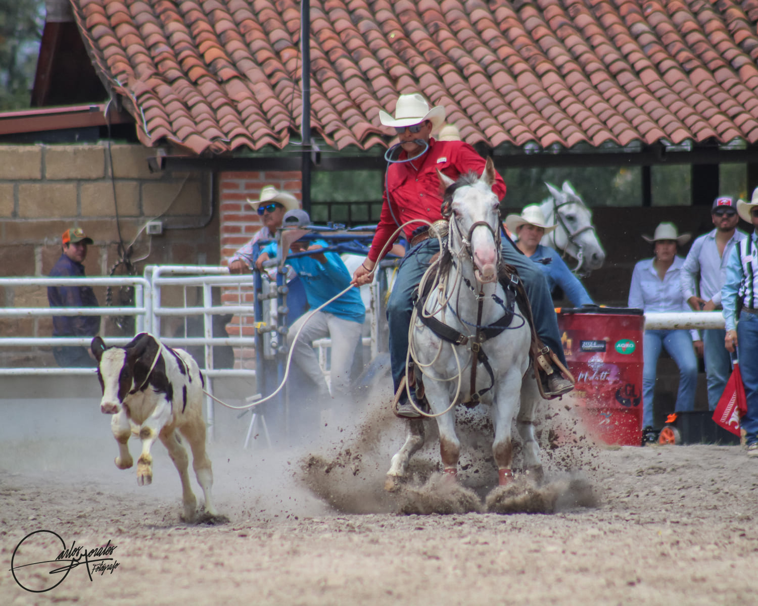 Lazo de Becerro 1